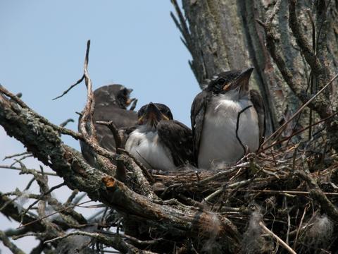 birds_in_nest